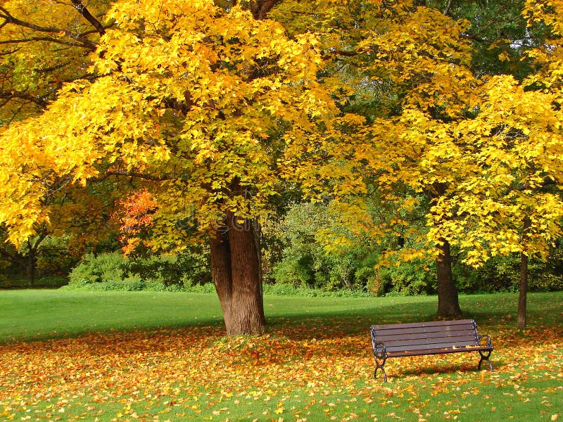 City park in autumn