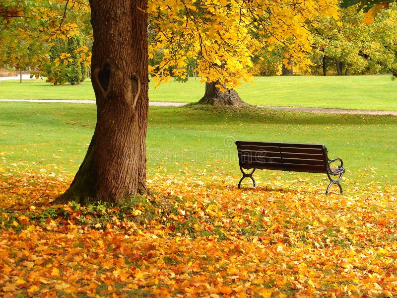 City park in autumn