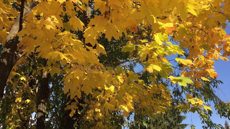 City Park, streets and alleys of the city in the autumn (Temperate climatic zone)