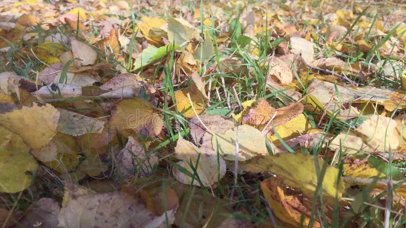 City Park, streets and alleys of the city in the autumn (Temperate climatic zone)