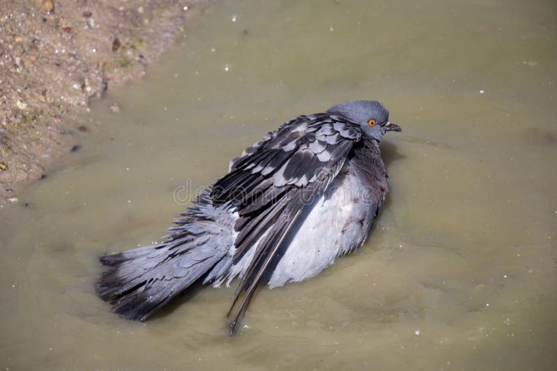 City pigeons bath in muddy water stock images City pigeons bath in muddy water stock images