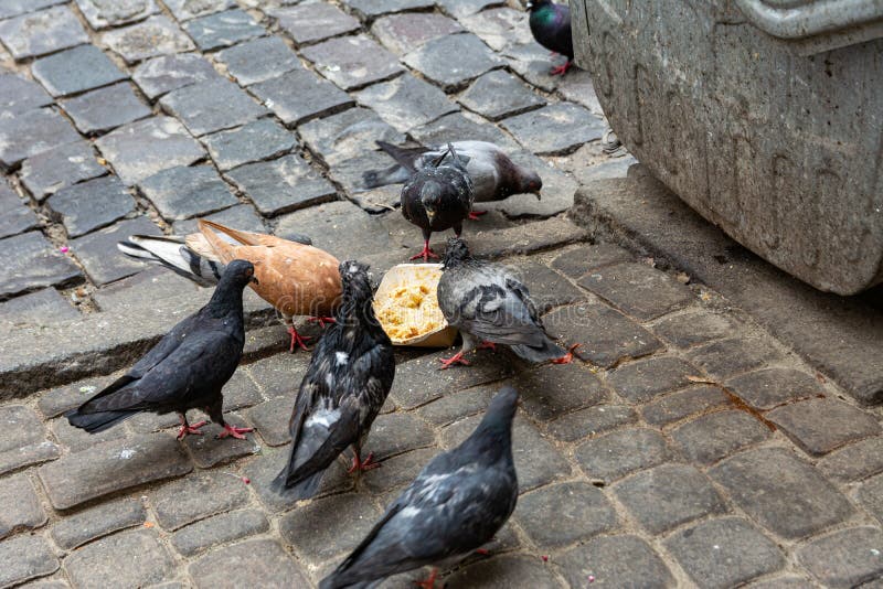 City Pigeons Eat Near a Trash Can Dirty Birds Have Flocked To the Biology Diagrams