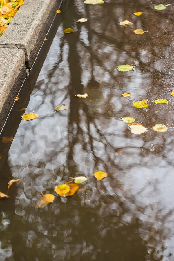 City sidewalk with puddle with trees, sky reflections. Yellow leaves falling in puddle. Sunny golden autumn weather