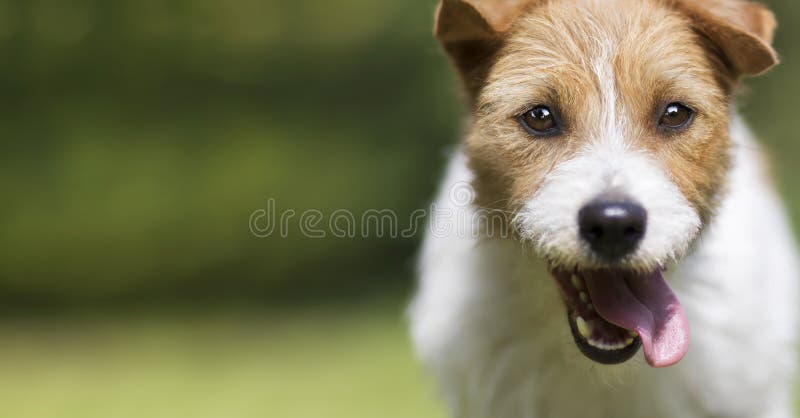 Ciudat de fericit câine de companie zâmbitor și zâmbitor gâfâind în veri royalty free stock images