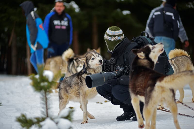 CIUMANI RUMÄNIEN †”JANUARI 2016: Unindentified fotograf som daltar en alaskabo malamute på hundslädekonkurrens royaltyfria bilder CIUMANI RUMÄNIEN †”JANUARI 2016: Unindentified fotograf som daltar en alaskabo malamute på hundslädekonkurrens royaltyfria bilder