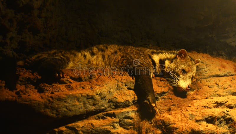 civet imágenes de archivo libres de regalías civet imágenes de archivo libres de regalías