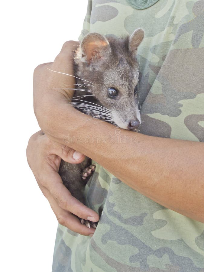 Thai military holding yong male civet luwak, an animal making most expensive in world of the coffee. Yong male civet luwak stock images, royalty-free photos and pictures