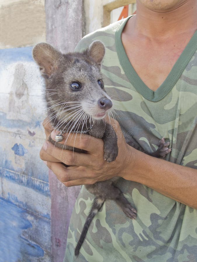 Civet Luwak. Thai military holding yong male civet luwak, an animal making most expensive in world of the coffee. Yong male civet luwak stock images, royalty-free photos and pictures