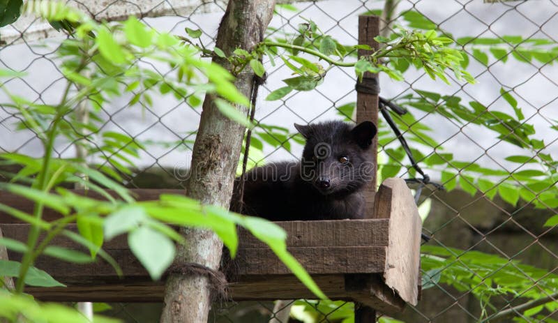 La Civette  De Paume Asiatique  Produit Le Luwak De Kopi 