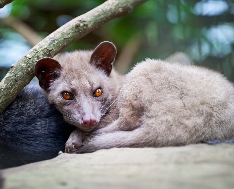  Civette  De Paume Asiatique Luwak Photo stock Image du 