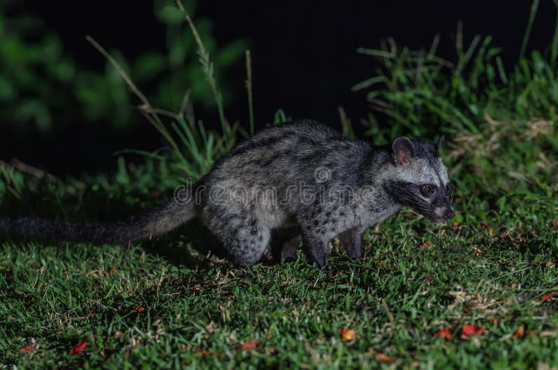 Civette de paume ou hermaphroditus asiatique de Paradoxurus image libre de droits Civette de paume ou hermaphroditus asiatique de Paradoxurus image libre de droits