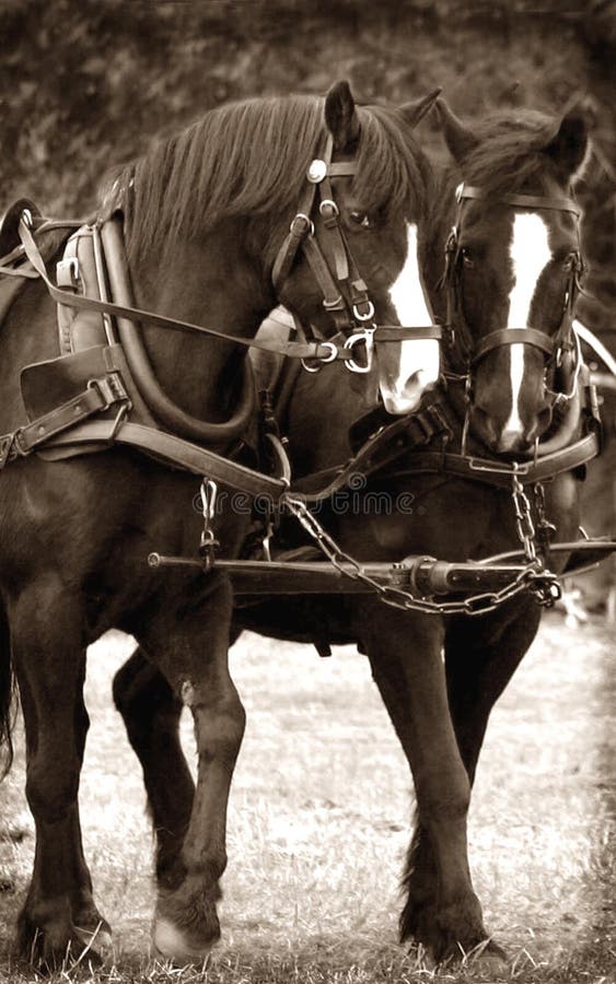 306 Horses Pulling Wagon Stock Photos Free & RoyaltyFree Stock