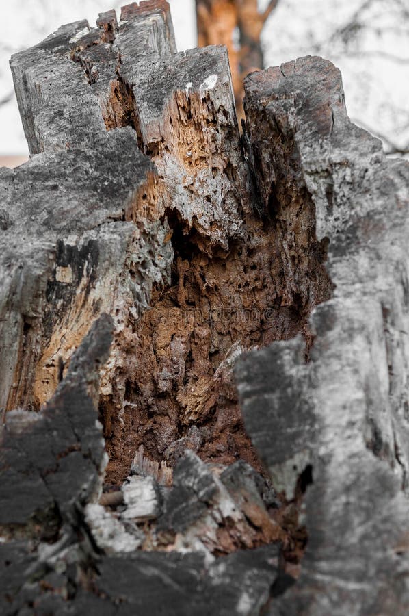 Ciérrese en un tronco de árbol cortado por la mitad con un interior poroso imagen de archivo libre de regalías Ciérrese en un tronco de árbol cortado por la mitad con un interior poroso imagen de archivo libre de regalías