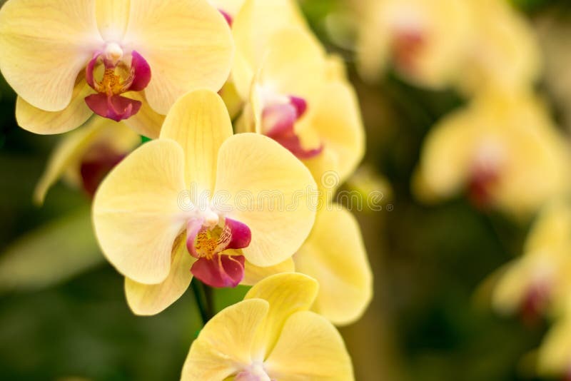Ciérrese encima de amarillo hermoso del Phalaenopsis de la orquídea de la naturaleza