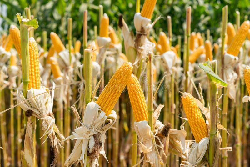 Ciérrese encima de campo de maíz en la planta cultivada para cosechar imágenes de archivo libres de regalías Ciérrese encima de campo de maíz en la planta cultivada para cosechar imágenes de archivo libres de regalías
