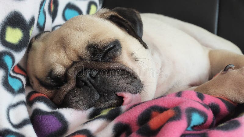 Ciérrese encima de cara del resto lindo el dormir del perro de perrito del barro amasado en cama foto de archivo libre de regalías Ciérrese encima de cara del resto lindo el dormir del perro de perrito del barro amasado en cama foto de archivo libre de regalías