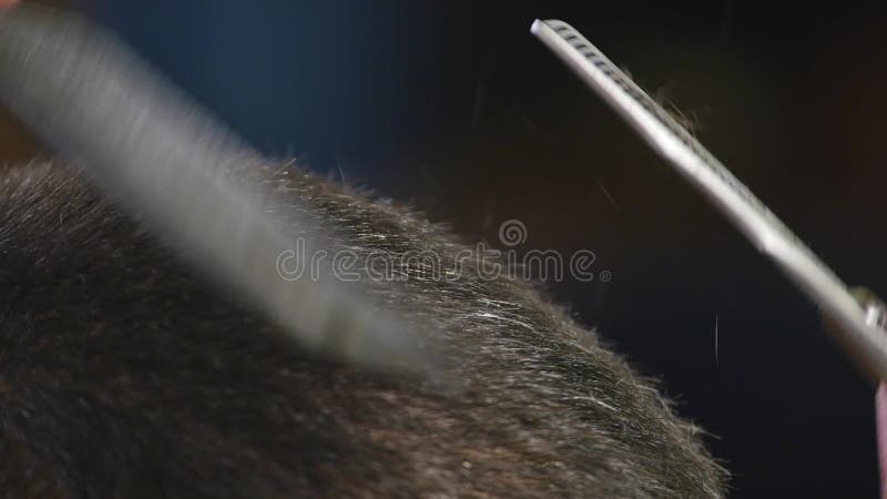 Ciérrese encima de corte de pelo en la peluquería de caballeros con las tijeras