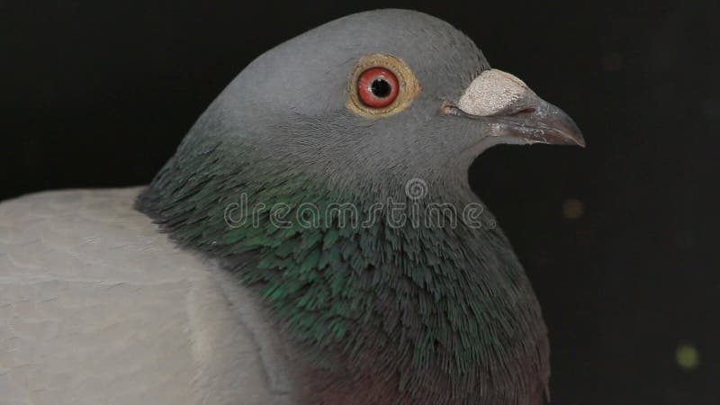 Ciérrese encima de cuenta y de cara del pájaro masculino de la paloma en negro almacen de metraje de vídeo