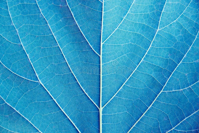 Ciérrese encima de estilo azul del filtro del tono del detalle de la hoja fotos de archivo libres de regalías Ciérrese encima de estilo azul del filtro del tono del detalle de la hoja fotos de archivo libres de regalías