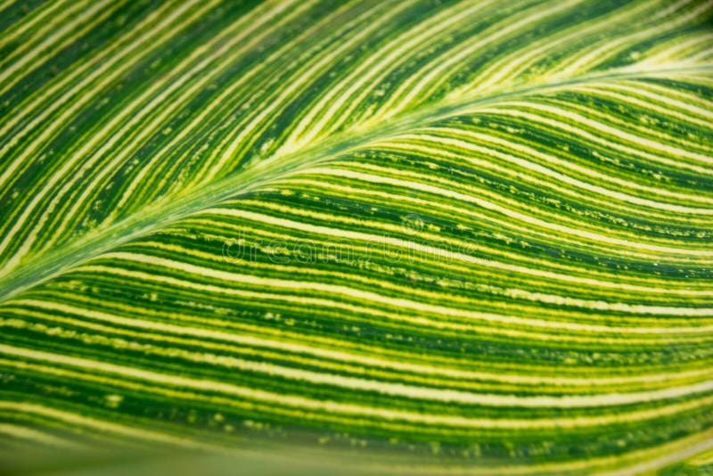 Ciérrese encima de fondo del extracto de la naturaleza de la hoja del Marantaceae del verde amarillo imagen de archivo libre de regalías Ciérrese encima de fondo del extracto de la naturaleza de la hoja del Marantaceae del verde amarillo imagen de archivo libre de regalías