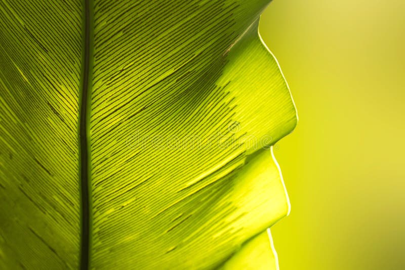 Ciérrese encima de fondo verde del extracto de la naturaleza de la hoja del helecho de la jerarquía del ` s del pájaro imagen de archivo Ciérrese encima de fondo verde del extracto de la naturaleza de la hoja del helecho de la jerarquía del ` s del pájaro imagen de archivo