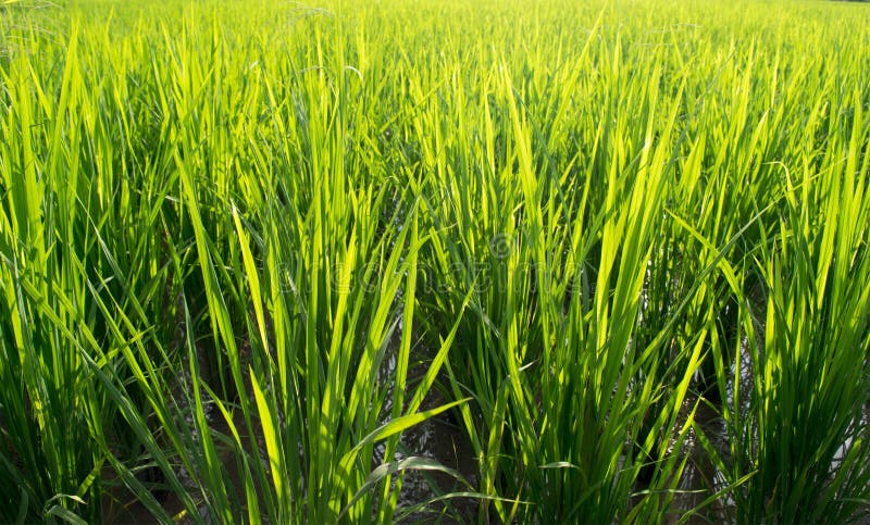 Ciérrese encima de fondo verde hermoso del extracto del campo del arroz
