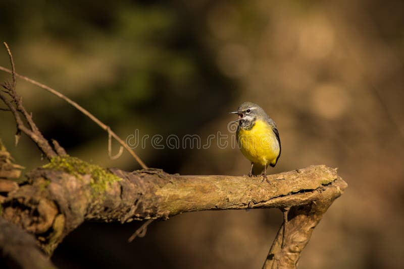 Ciérrese encima de Grey Wagtail Motacilla Tunstall cinerea imagen de archivo Ciérrese encima de Grey Wagtail Motacilla Tunstall cinerea imagen de archivo