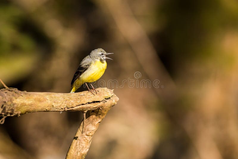 Ciérrese encima de Grey Wagtail Motacilla Tunstall cinerea foto de archivo Ciérrese encima de Grey Wagtail Motacilla Tunstall cinerea foto de archivo