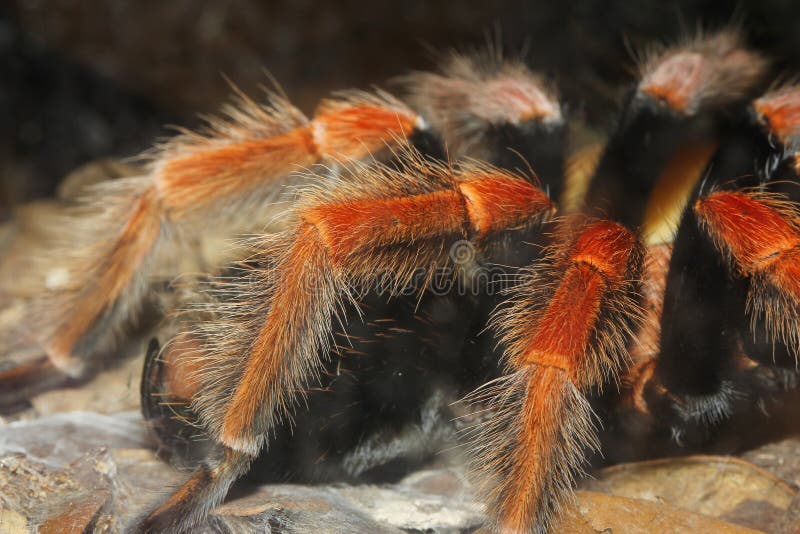 Ciérrese encima de la araña de la tarántula, Brachypelma Boehmei fotografía de archivo libre de regalías Ciérrese encima de la araña de la tarántula, Brachypelma Boehmei fotografía de archivo libre de regalías