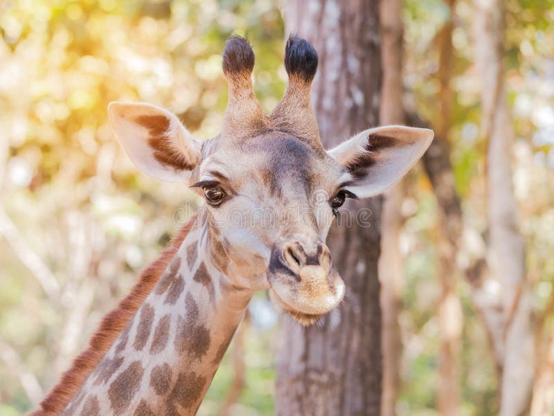 Ciérrese encima de la cara principal joven de los camelopardalis del Giraffa de la jirafa fotografía de archivo