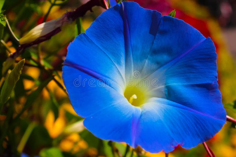 Ciérrese encima de la flor azul en jardín