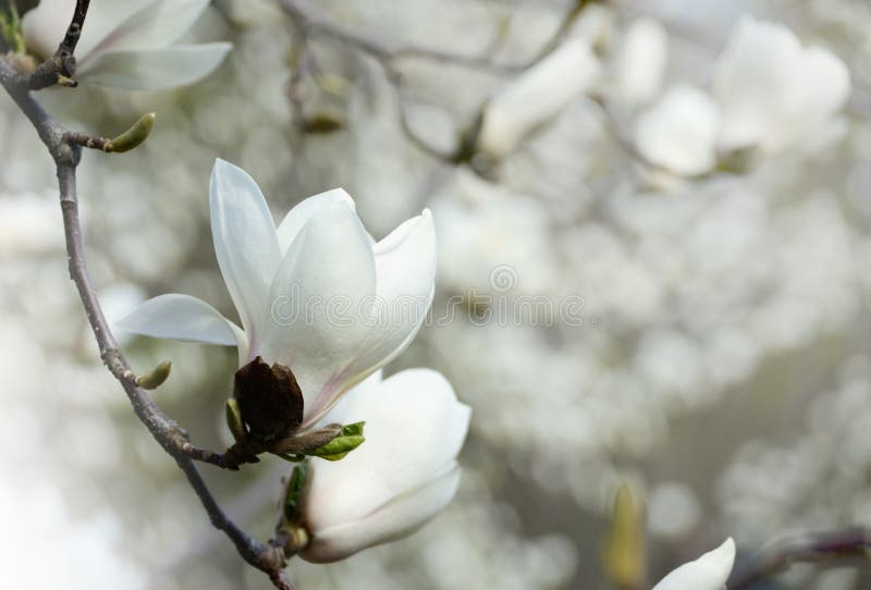 Ciérrese encima de la imagen de las flores de la magnolia que florecen en una primavera Foto filtrada inconformista fotos de archivo libres de regalías Ciérrese encima de la imagen de las flores de la magnolia que florecen en una primavera Foto filtrada inconformista fotos de archivo libres de regalías