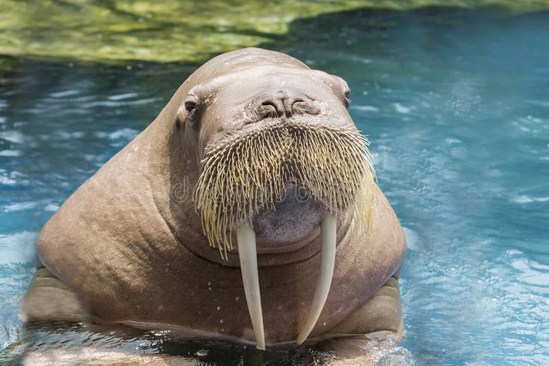 close up face ivory walrus in deep sea water. close up face ivory walrus in deep sea water