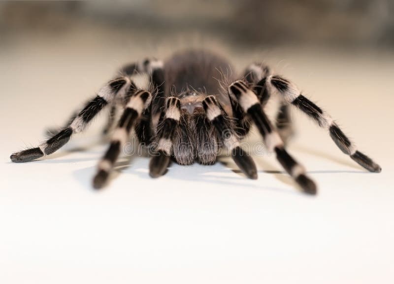 Ciérrese encima de la opinión sobre la araña grande imágenes de archivo libres de regalías Ciérrese encima de la opinión sobre la araña grande imágenes de archivo libres de regalías
