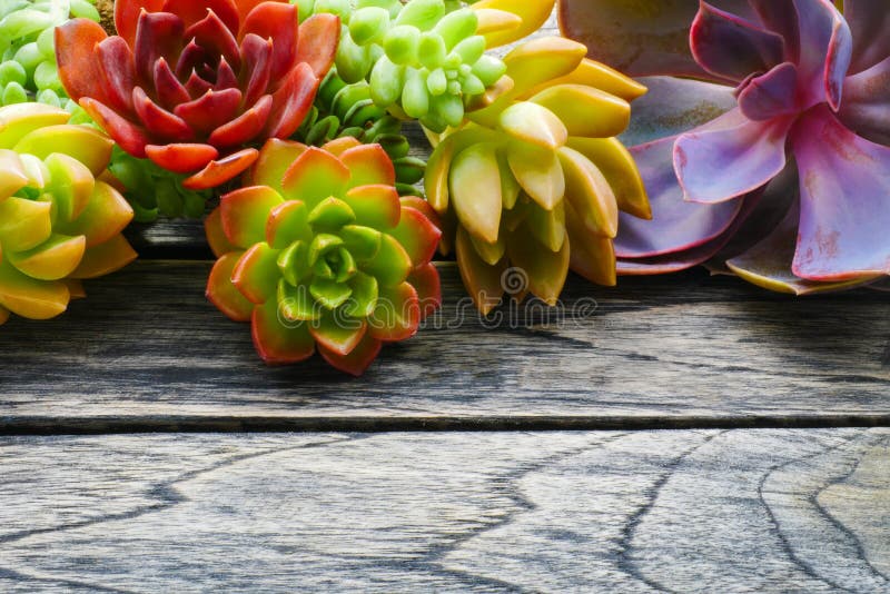 Ciérrese encima de la planta suculenta colorida linda con el espacio de la copia para el texto en fondo de madera de la tabla imagenes de archivo Ciérrese encima de la planta suculenta colorida linda con el espacio de la copia para el texto en fondo de madera de la tabla imagenes de archivo