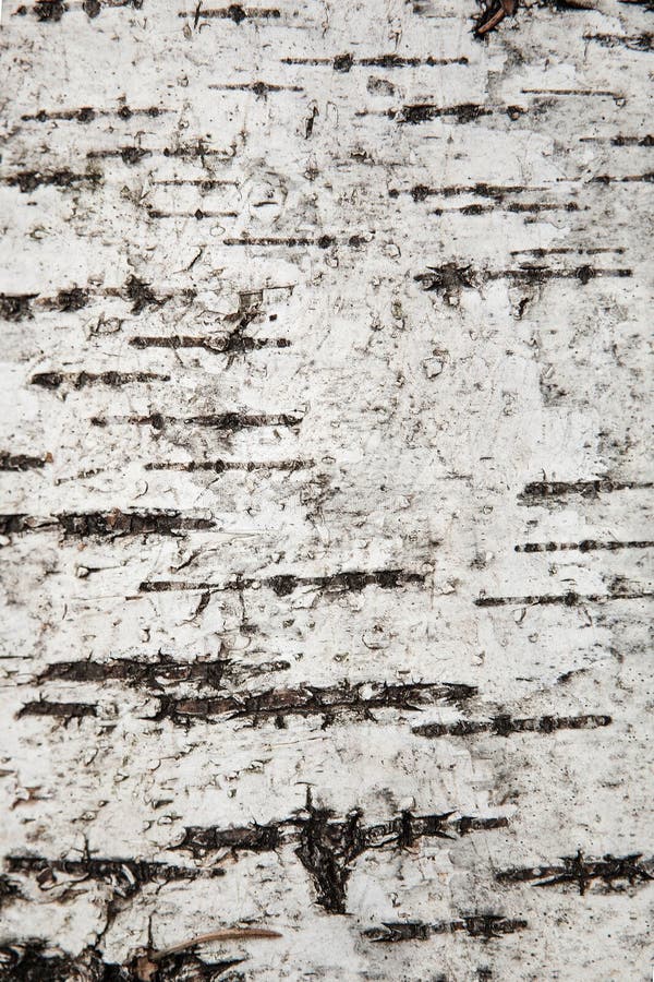 Close up texture of birch bark, natural background. Close up texture of birch bark, natural background