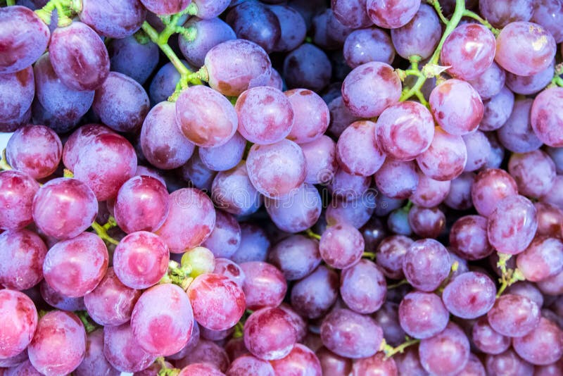 Ciérrese encima de la uva roja en el estante en mercado fresco frutas sanas para el oxidante anti fotografía de archivo Ciérrese encima de la uva roja en el estante en mercado fresco frutas sanas para el oxidante anti fotografía de archivo