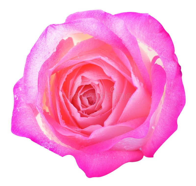Ciérrese encima de macro de una rosa foto de archivo libre de regalías Ciérrese encima de macro de una rosa foto de archivo libre de regalías
