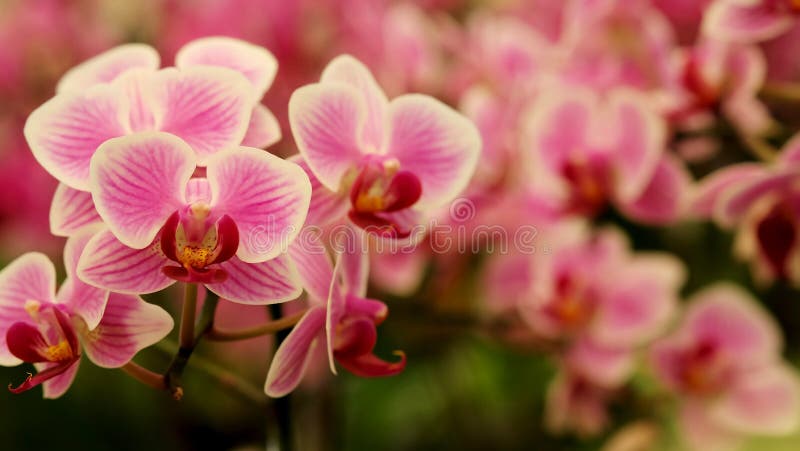 Ciérrese encima de mini orquídea rosada hermosa floreciente del ` del Phalaenopsis del ` en jardín de flores colorido fotos de archivo Ciérrese encima de mini orquídea rosada hermosa floreciente del ` del Phalaenopsis del ` en jardín de flores colorido fotos de archivo