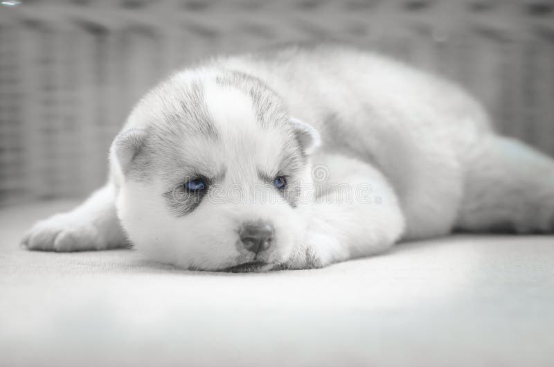 Ciérrese encima de ojos azules del perrito lindo fotografía de archivo Ciérrese encima de ojos azules del perrito lindo fotografía de archivo