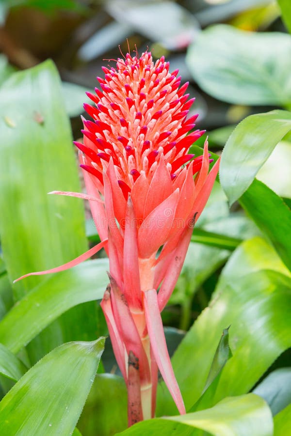 Punto de la flor de Bromeliad fotografía de archivo Punto de la flor de Bromeliad fotografía de archivo