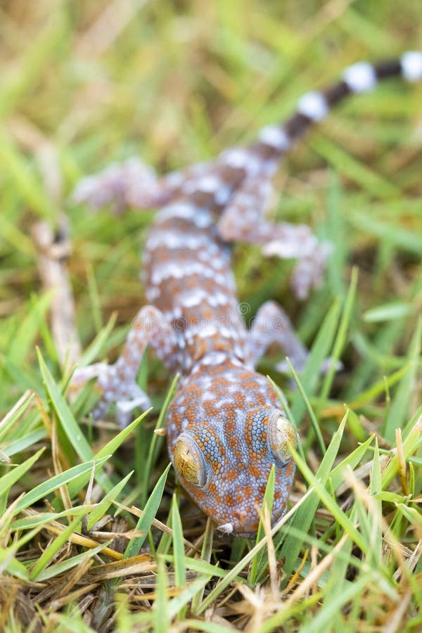 Ciérrese encima de salamandra en el césped, muchos puntos anaranjados del color separados en SK azul fotografía de archivo Ciérrese encima de salamandra en el césped, muchos puntos anaranjados del color separados en SK azul fotografía de archivo