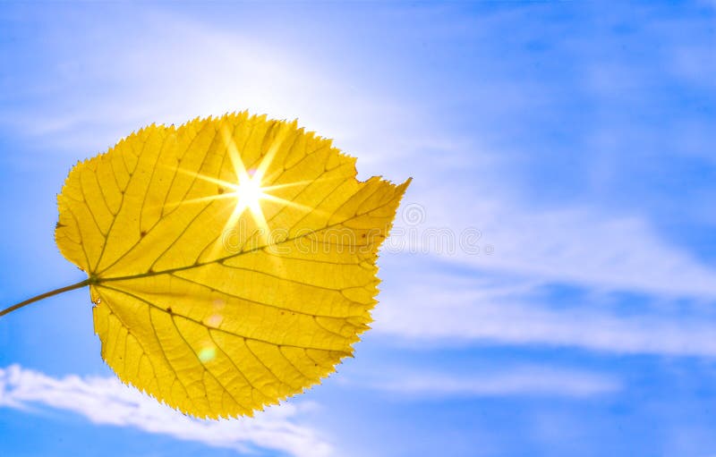 Ciérrese encima de tiro de la hoja amarilla del otoño con los rayos del sol que brillan a través de él en el fondo del cielo azul imágenes de archivo libres de regalías Ciérrese encima de tiro de la hoja amarilla del otoño con los rayos del sol que brillan a través de él en el fondo del cielo azul imágenes de archivo libres de regalías