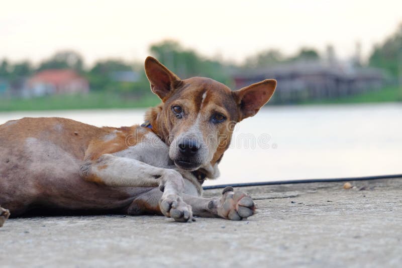 Ciérrese encima de una cara del perro tailandés de dos tonos que pone en planta sucia del cemento imagenes de archivo Ciérrese encima de una cara del perro tailandés de dos tonos que pone en planta sucia del cemento imagenes de archivo