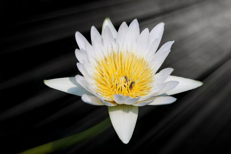 Close up a lotus flower blooming in front of the sun rays shining through. Close up a lotus flower blooming in front of the sun rays shining through.