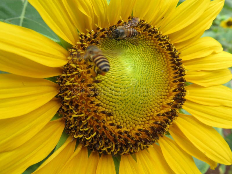 Ciérrese encima de vista a manosean la abeja dentro de la flor del sol fotos de archivo Ciérrese encima de vista a manosean la abeja dentro de la flor del sol fotos de archivo