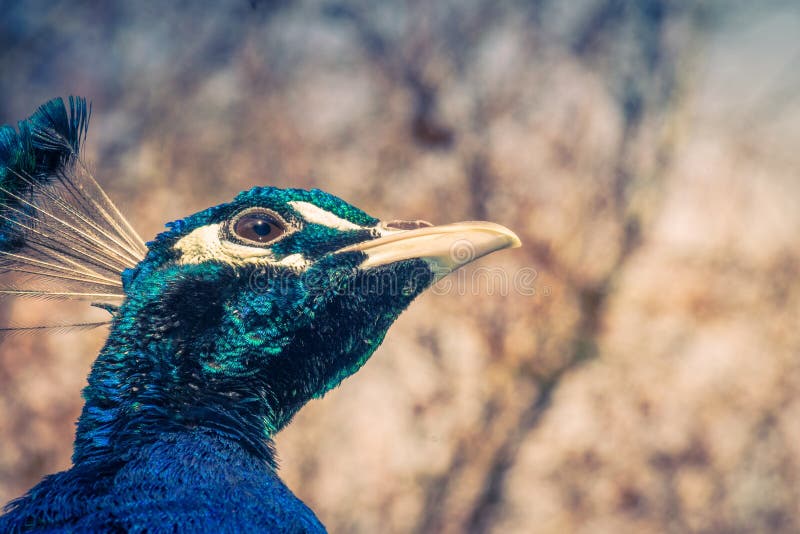 Ciérrese encima de vista de una cara del pavo real con el espacio de la copia foto de archivo libre de regalías Ciérrese encima de vista de una cara del pavo real con el espacio de la copia foto de archivo libre de regalías