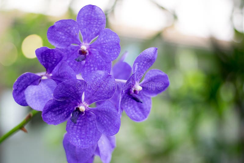 Ciérrese encima del azul hermoso de Vanda de la orquídea de la naturaleza