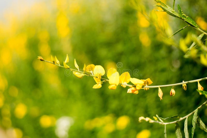 Ciérrese encima del flor amarillo hermoso de la naturaleza del Crotalaria de la flor