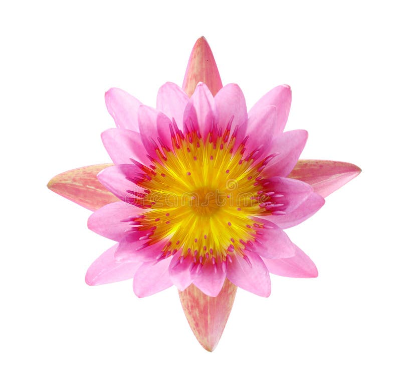 Ciérrese encima del lirio de agua o de la flor de loto floreciente aislada en blanco imagen de archivo Ciérrese encima del lirio de agua o de la flor de loto floreciente aislada en blanco imagen de archivo